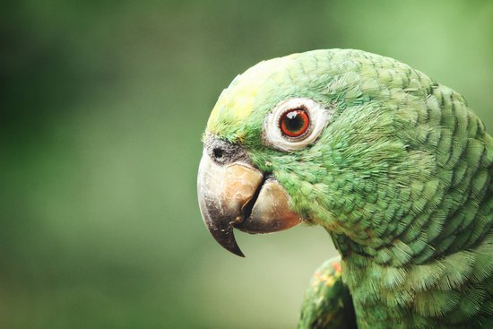 canva parrot MADGCARgckU