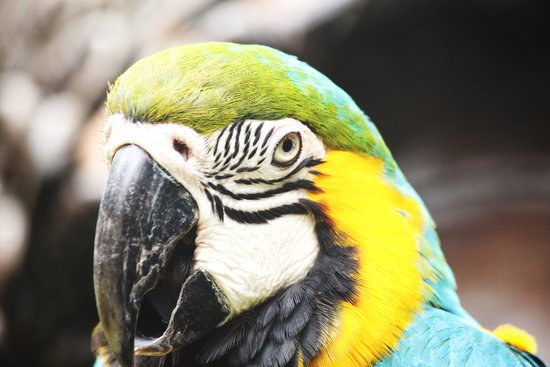 canva parrot MADGCO9DvyI