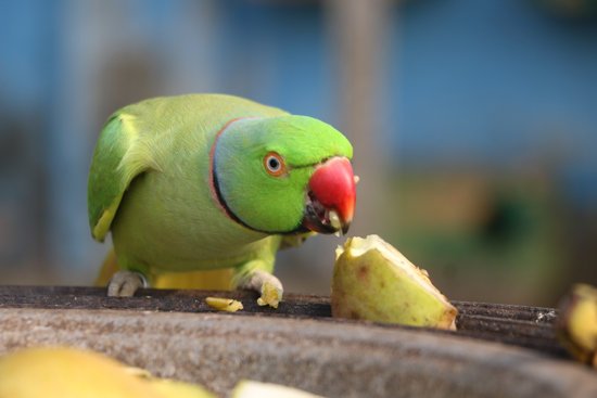 canva parrot