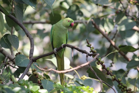 canva parrot MADIyifLbnA