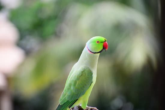 canva parrot MADOpzEVlY8