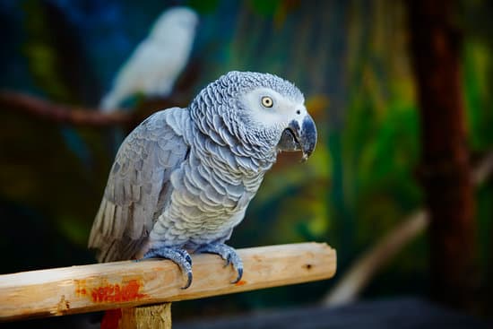 canva parrot MADmkG4WO8Q