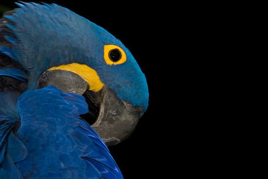 canva parrot MADz63wM2DI