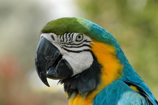 canva parrot MAEE3WjCR7Q