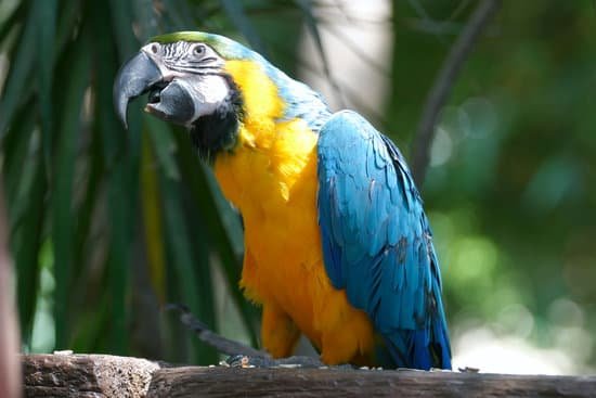 canva parrot MAEEdkf57qI