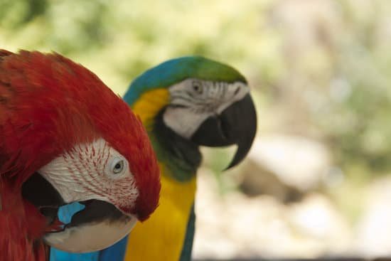 canva parrot MAEErWpbJpc