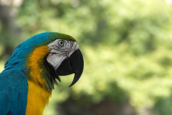 canva parrot MAEErXCZksI
