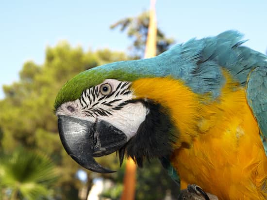 canva parrot MAEFjpbmg3M
