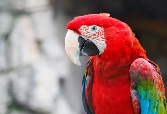 canva parrot MAEJb 59sY8