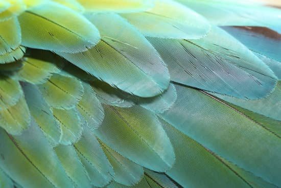 canva parrot feathers MAC6KUvbMYY