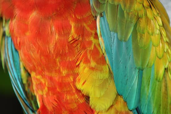 canva parrot feathers