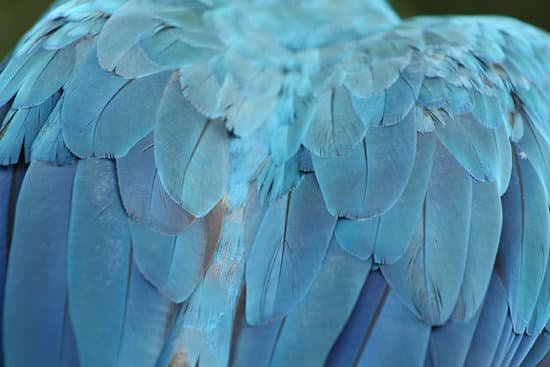 canva parrot feathers MAC9U3uCItg