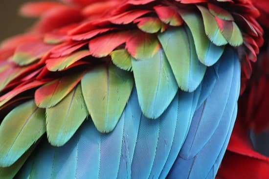 canva parrot feathers MAC9VFrNEjk