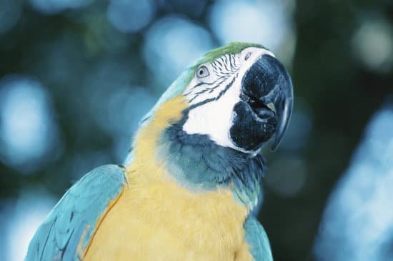 canva parrot florida MAC8JKmKeWM