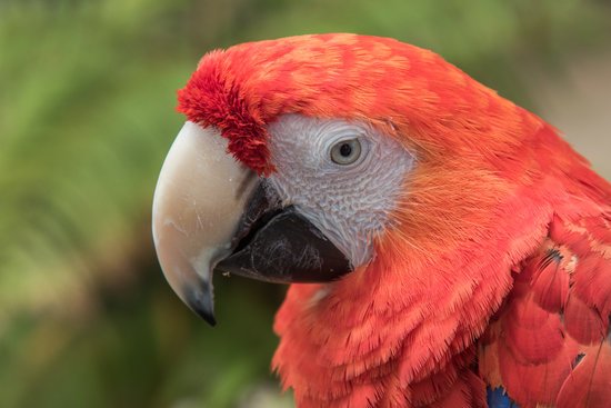 canva parrot head MADFLioGmOw