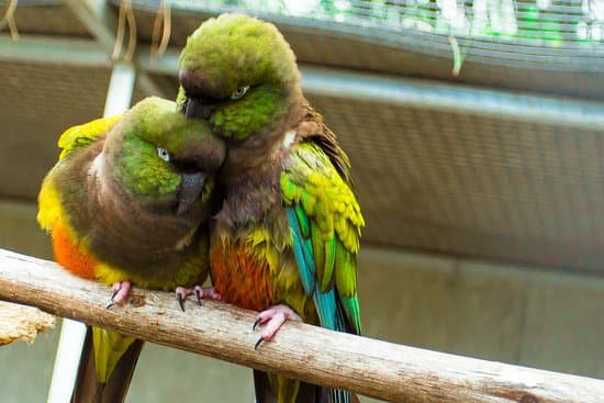 canva parrot love MADBDWdK8kM