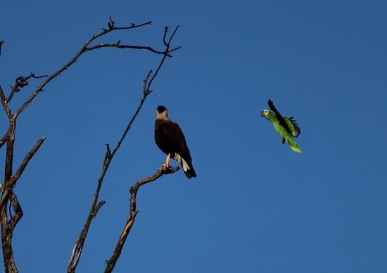 canva parrot meets parrot MADE71qRSlA
