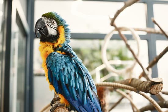 canva parrot perching on wood indoors MAEX6bi9TiM
