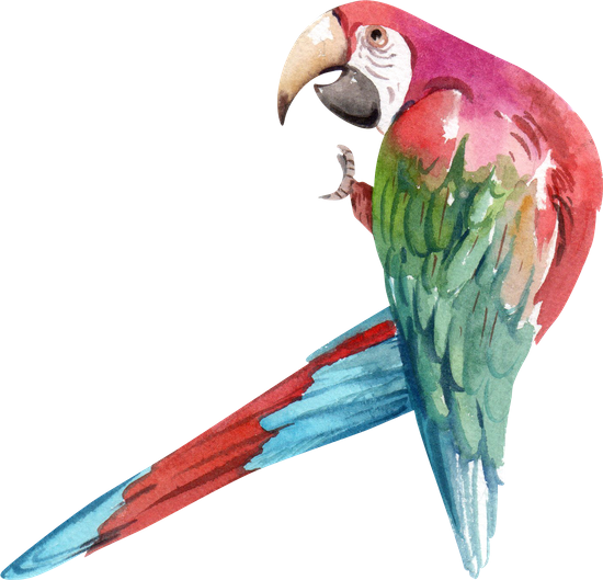 canva parrot watercolor MAEcXBGAEBk