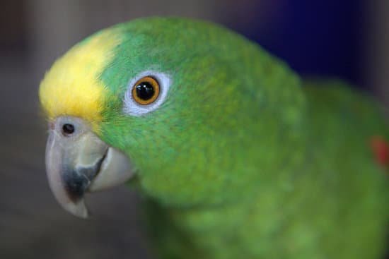 canva parrots MAC ecvWy4s