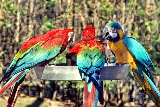 canva parrots