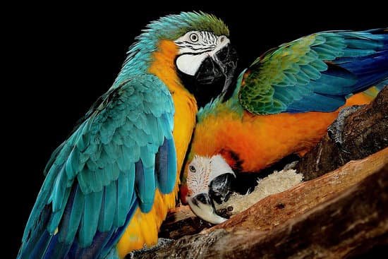 canva parrots MADAsUoc59c