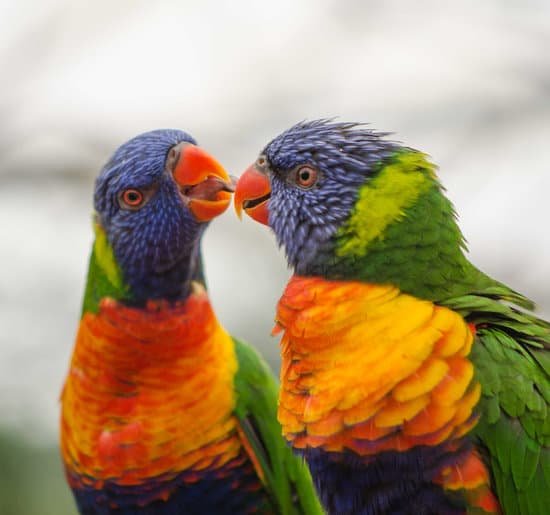 canva parrots MADB6rbLDPk