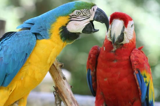 canva parrots MADCSI6OPTc