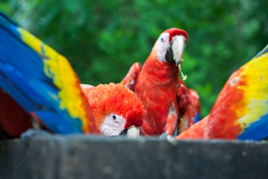 canva parrots MADFgGgnXN4