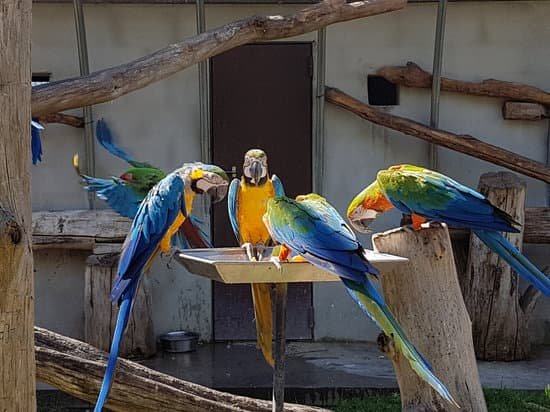 canva parrots