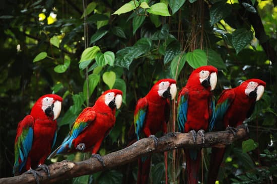 canva parrots MADz2s eSDE