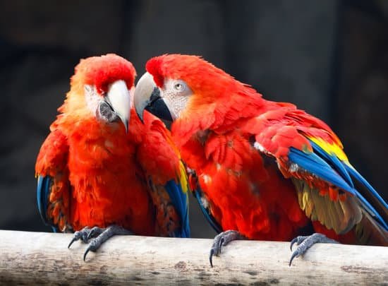 canva parrots MAEEl AyUPw