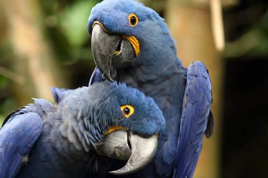 canva parrots MAEJekVyF2Y