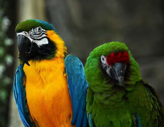 canva parrots in zoo MAEQduXFftg