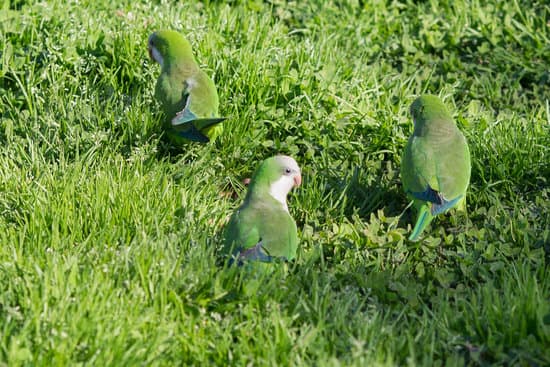 canva parrots playing