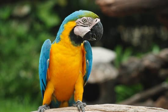 canva parrots. MAEEh7wOIOo