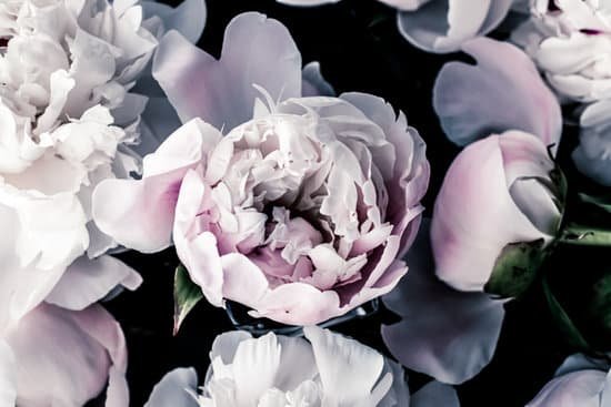 canva pastel peony flowers on dark background MAD SGfJTJ0