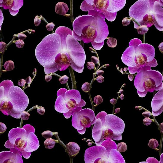 canva pattern featuring phalaenopsis orchid flowers