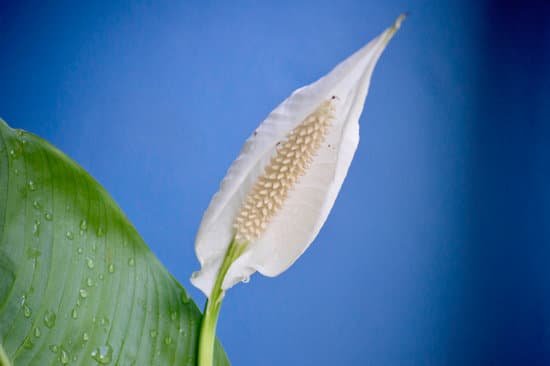 canva peace lilly MAD31TA 8ow