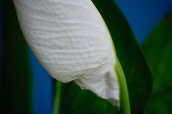 canva peace lilly MAD321uDyvw