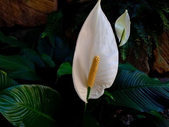 canva peace lilly MADmzhhppOA