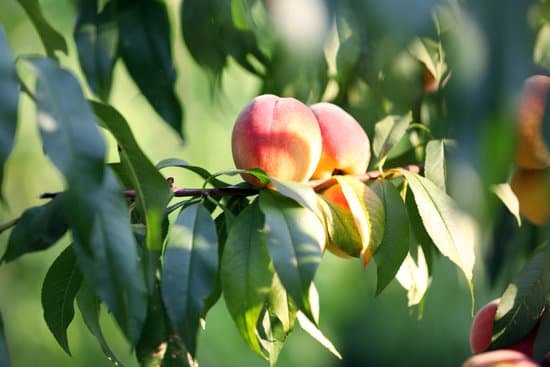 canva peaches growing in the tree branch MAD MnoY oc