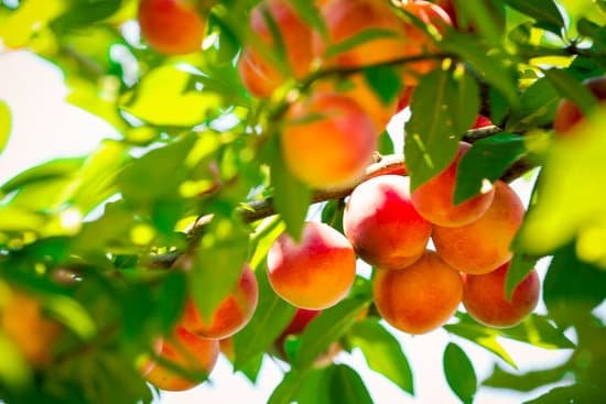 canva peaches on a tree MAD Mj376qk