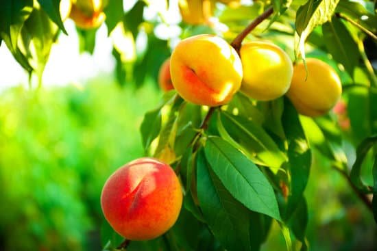 canva peaches on a tree MAD Mtevo I