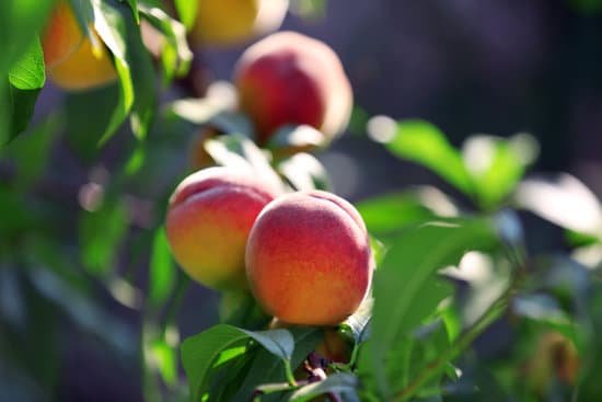 canva peaches on a tree branch MAD