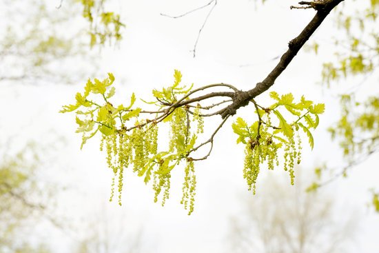 canva pedunculate oak flowers and leaves MADIOaa9zXM