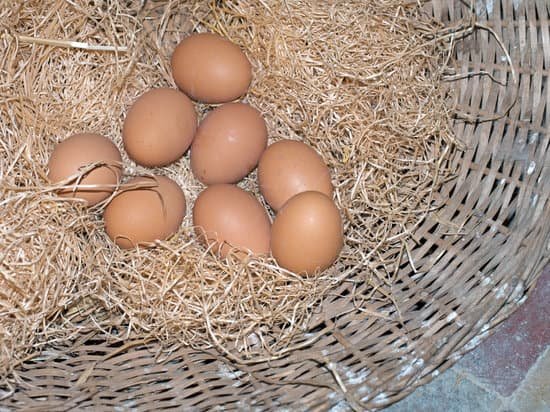 canva pentatomoidea eggs aka stink bugs MAA5uttZuL0