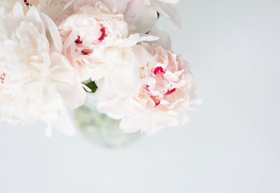 canva peonies MADCL3TswA4