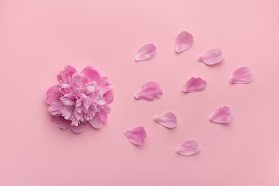 canva peony and flower petals on pink background MAEHGFDIopo