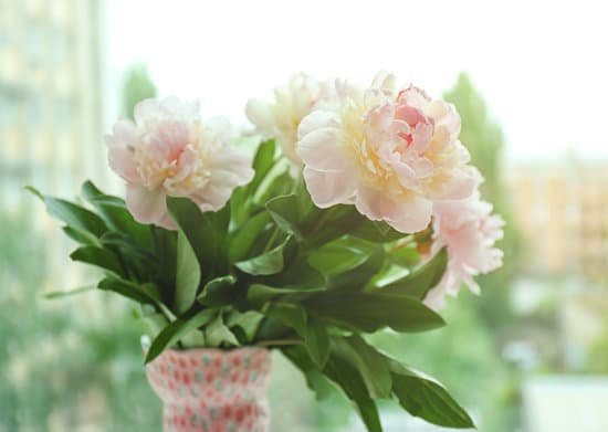 canva peony bouquet on blurred background MAD Q6ybc1k
